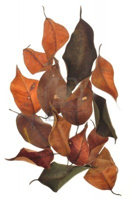 feuilles mortes