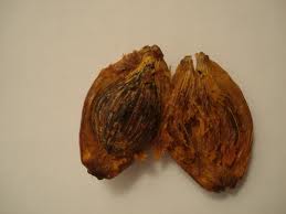 noyaux de fruit